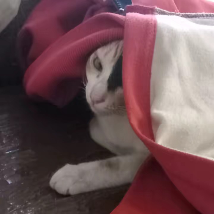 handกำมะหยี่