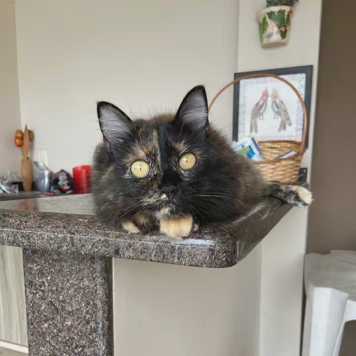 Naomi.Charlote.Renzo