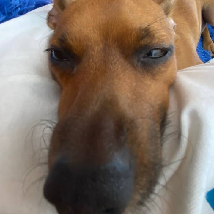 ×.stranger_things.×