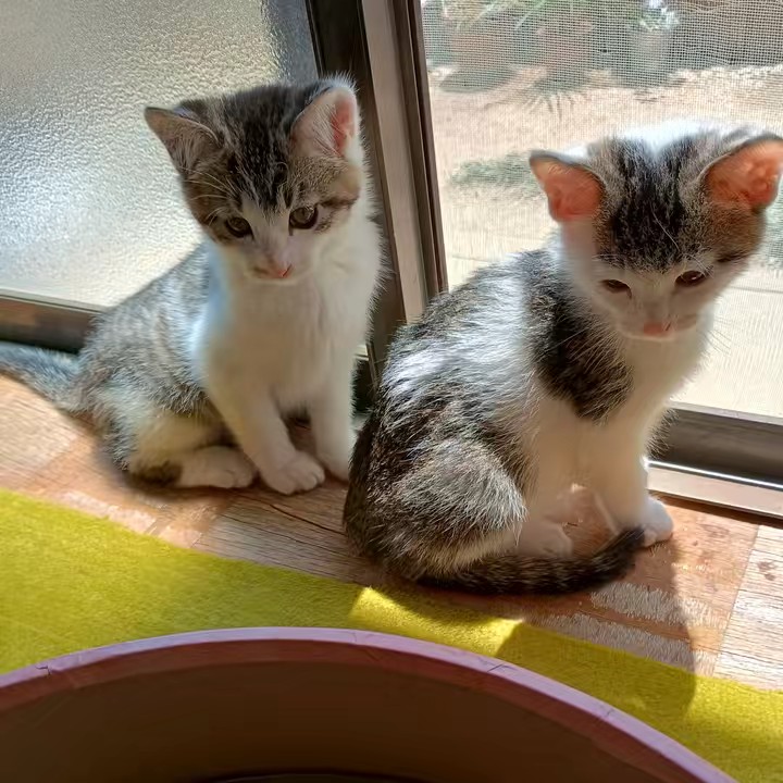 ちょびみぃ兄弟❤︎🫧