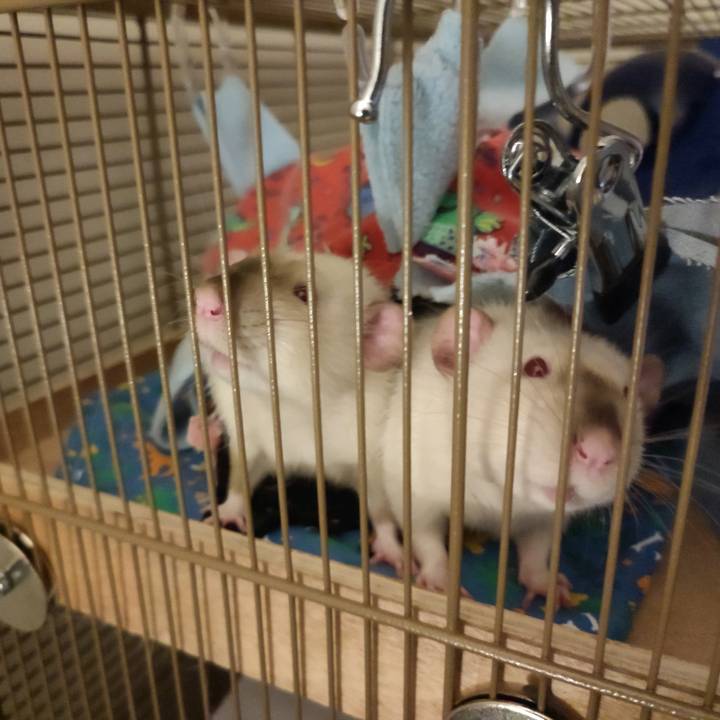 Milo,Frankie & Salem