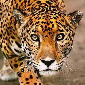 TOP WILDLIFE
