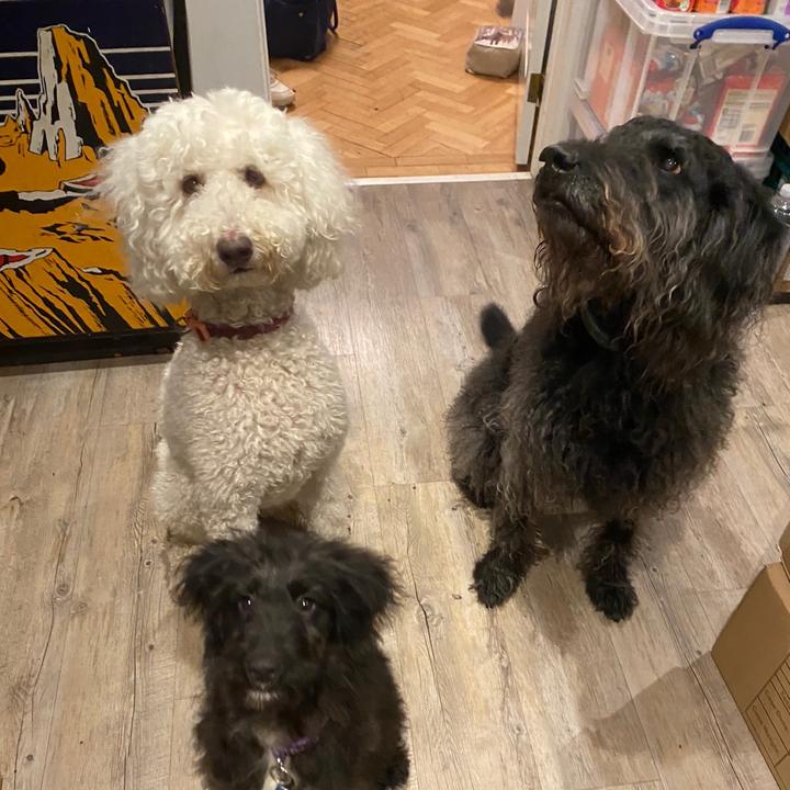 Luna , Barney, willow life