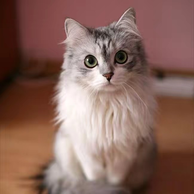 🎀🐬おさるのyoko-1124920🐬🎀