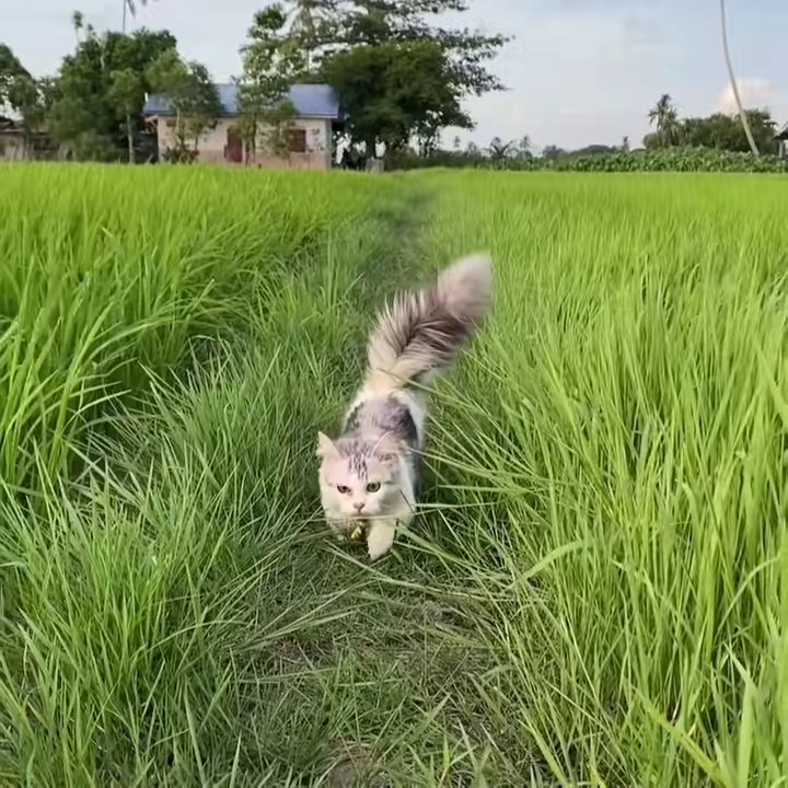 𝐊𝐮𝐜𝐢𝐧𝐠𝐋𝐢𝐚𝐫_