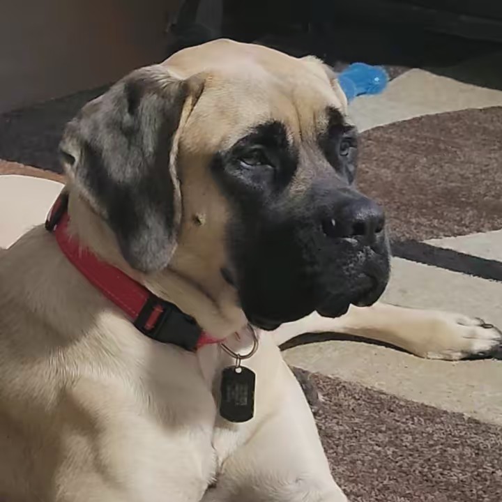 boujee.the.mastiff