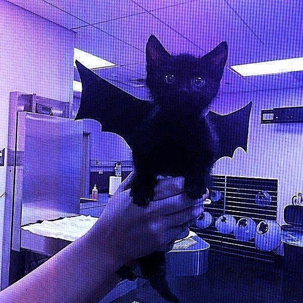 𖤐¡𝚋𝚞𝚛𝚛𝚒𝚝𝚘_𝓴𝓲𝓽!𖤐