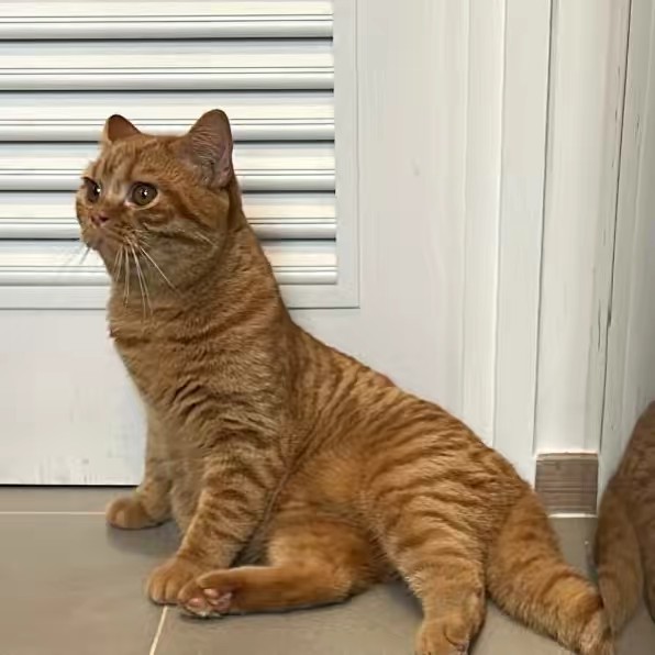 แม่ค้าหมูน้อย🥧🌷✨ 𓐇