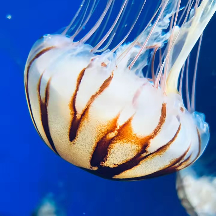 ゆきんこちゃん🫧🎾