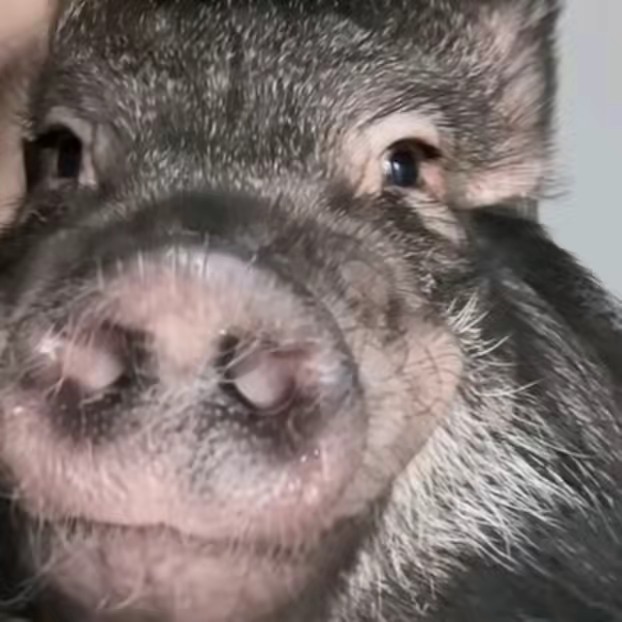 Kabanchik.official.🐗