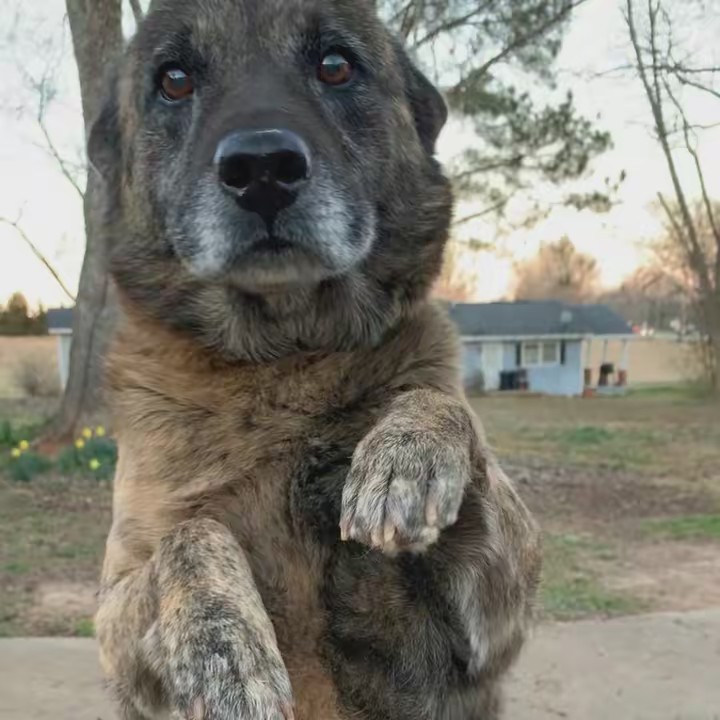 Mother of PAWZ! Dog Rescue