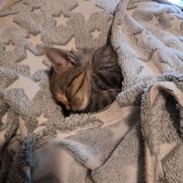 ✝️🇩🇪~{Dino Nugget}~🇩🇪✝️