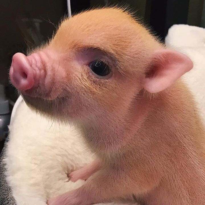 Поросёнок Персик 🐷