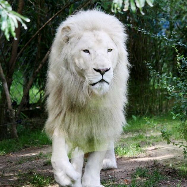 🦁CEO OF LONG(MADARA)🦁