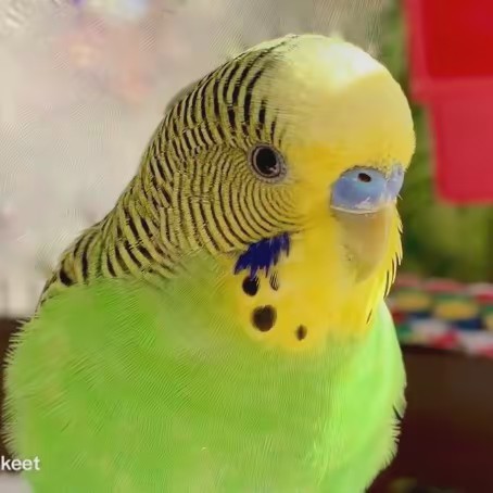 Tat-too the talking parakeet