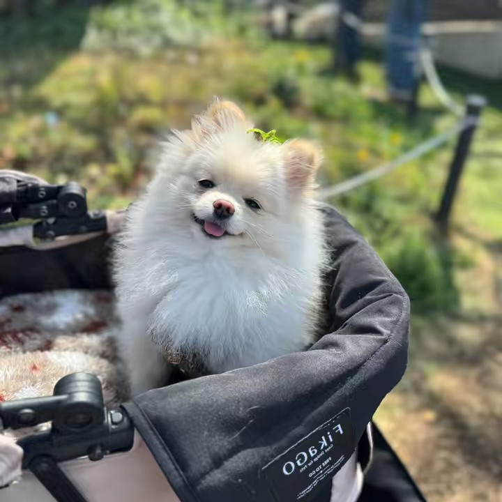 おもちチャンネル