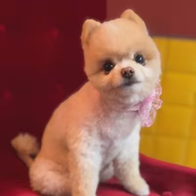 14歳ベビーフェイスポメラニアン