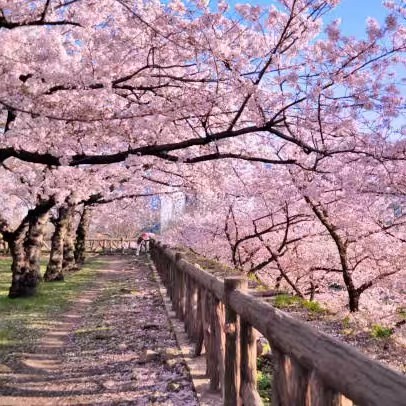 THAPA ROMA🇯🇵🇯🇵🇯🇵