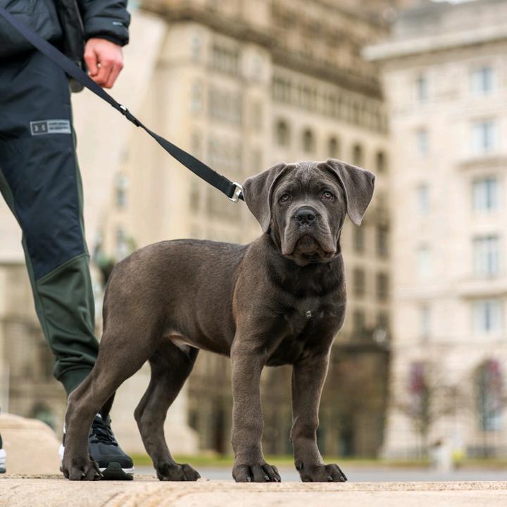 VITO CANE CORSO 23