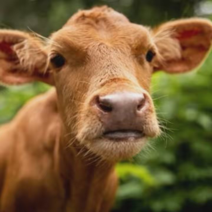 Austin Farm Sanctuary