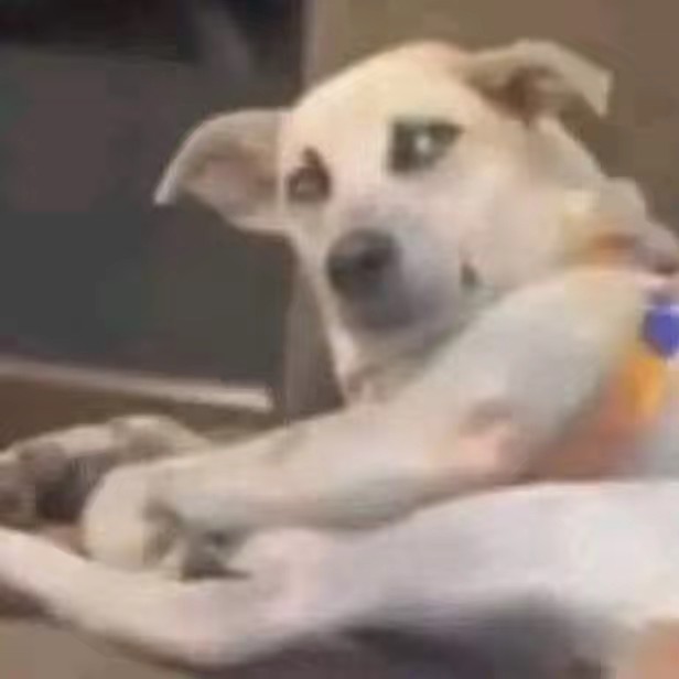 Shop BiBo 🍋‍🟩