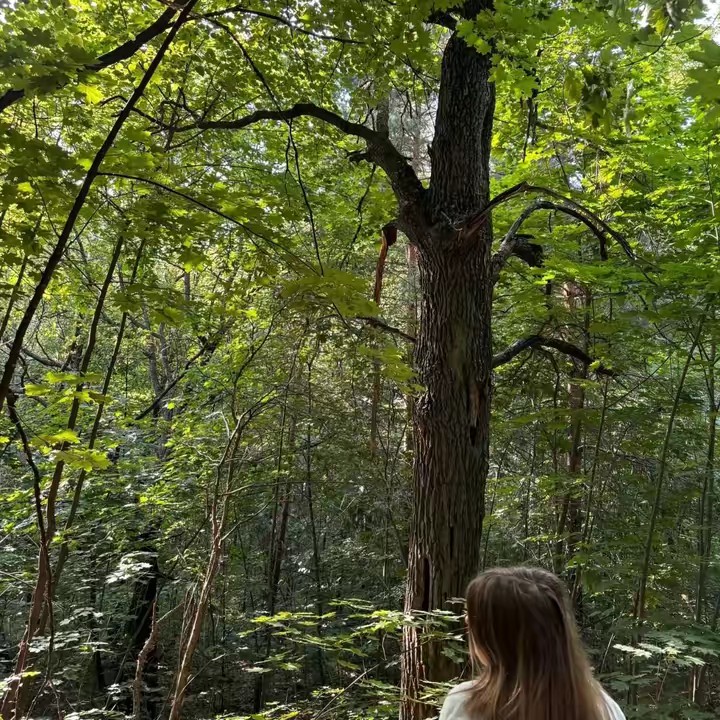 watermelon ✌️🤙