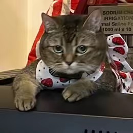 เทมเป้ที่เป็นแมวไม่ใช่ขนม