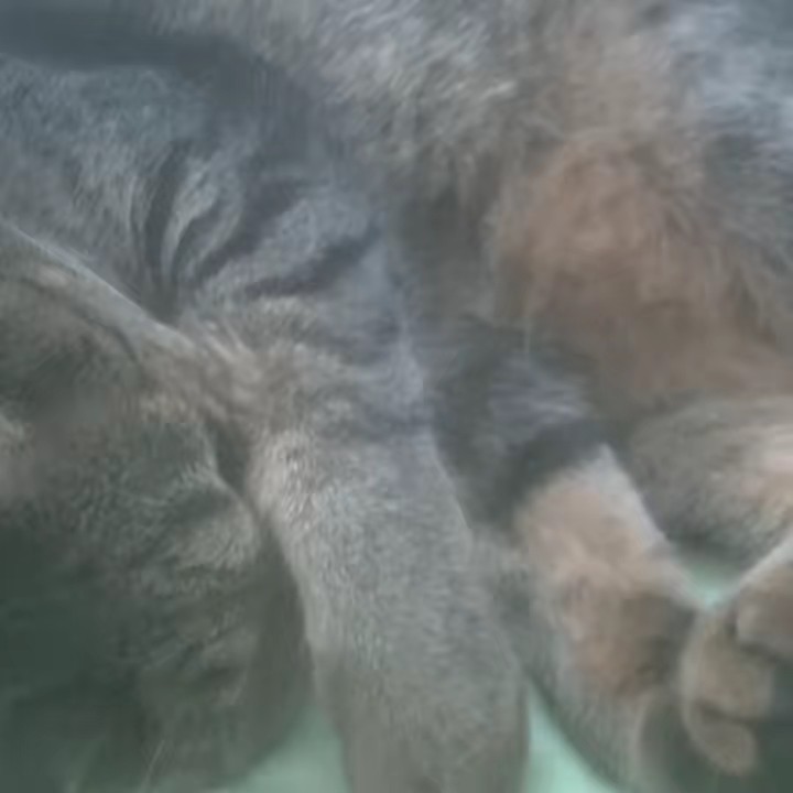 Usually👊🐈🐯🦁🐺👈🏻🖤🤍🍣