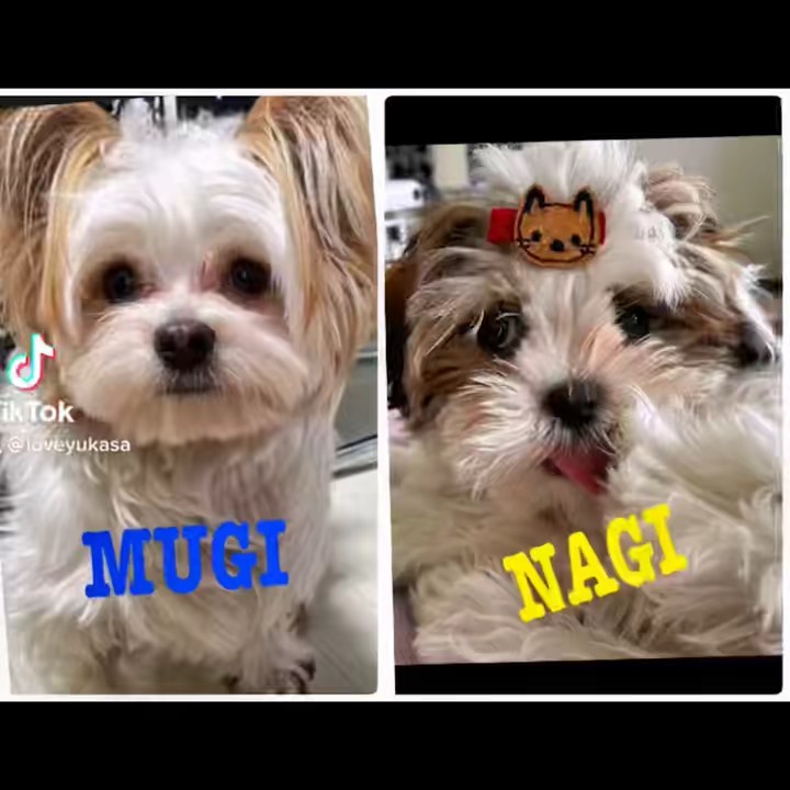 MUGI & NAGI (Shitzu & Maltese)