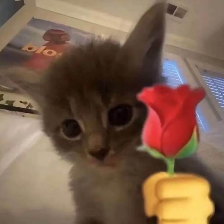 𝔯𝔬𝔫𝔫𝔦𝔢