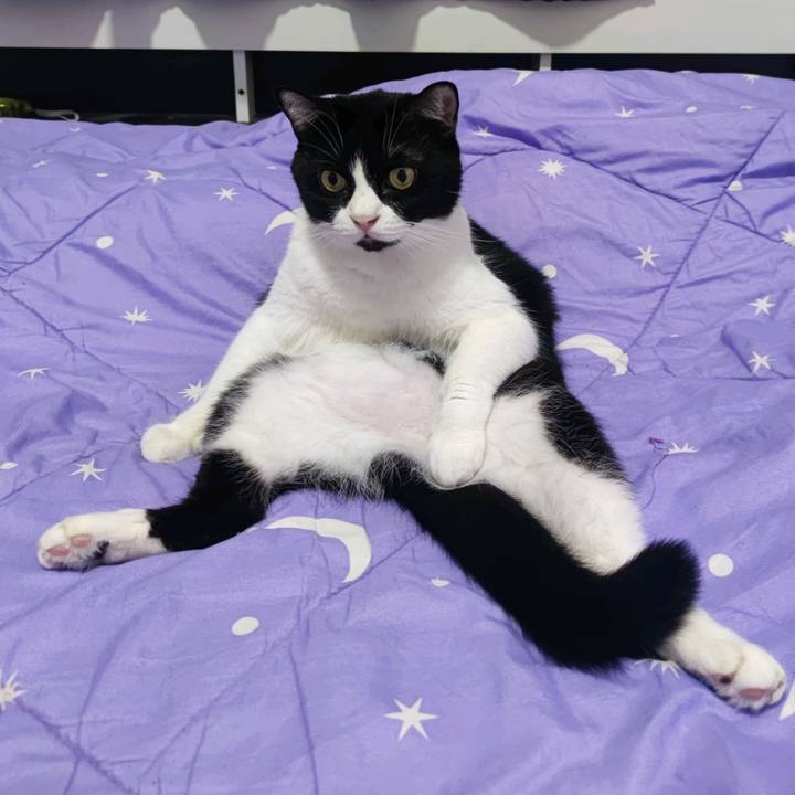 เรื่องของแมว