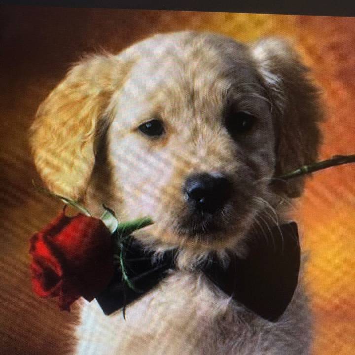 72Transforming lmmortals