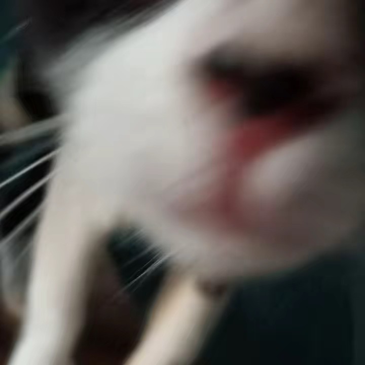 I love my cat so much .ᐟ ♡