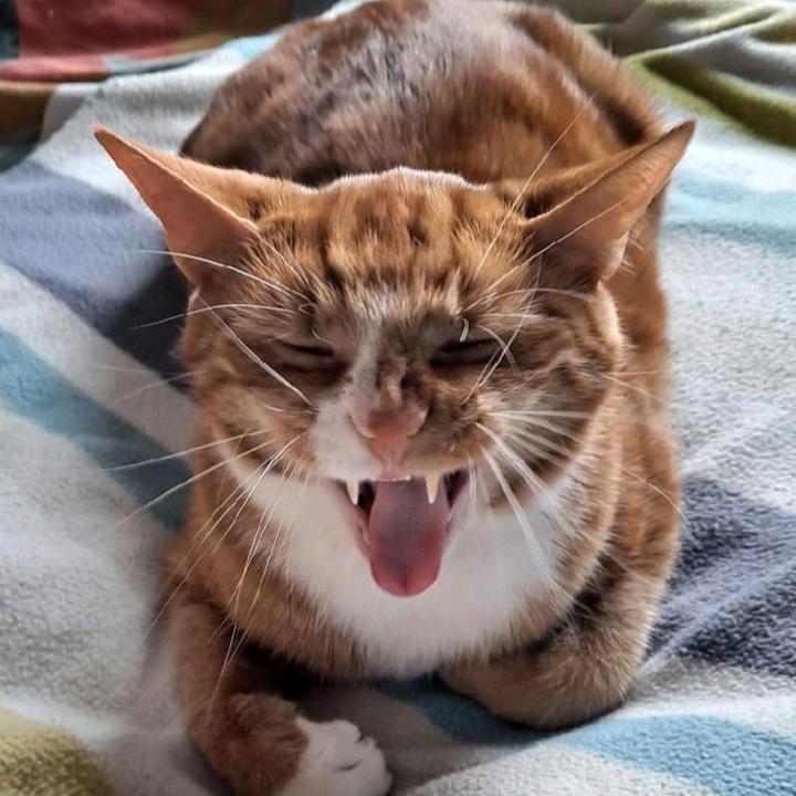 Jacob_CuteGingerCats