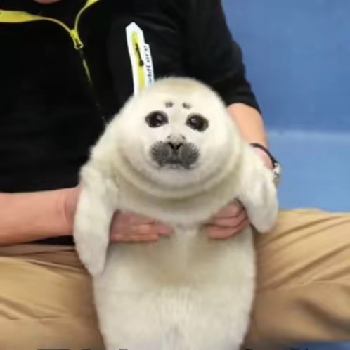 Cheesecake(. ❛ ᴗ ❛.)