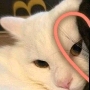 el Michi naranja😸