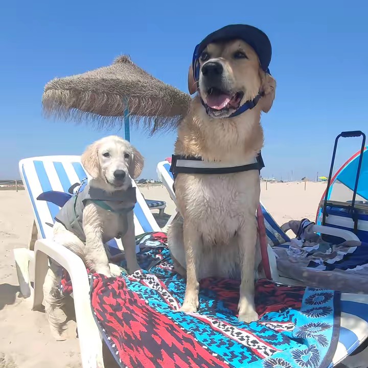 el equipo orejas🐕🐕