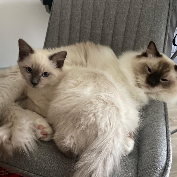 M O C H A + K A I 🐾😽