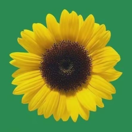 HDSunflower