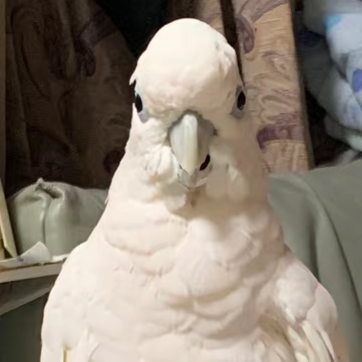 ギルガメッシュ大好き！🐰みうぱむ❤️