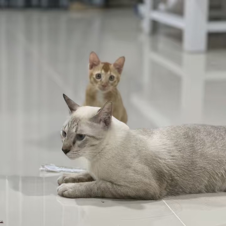 ของดีราคาถูกP.1