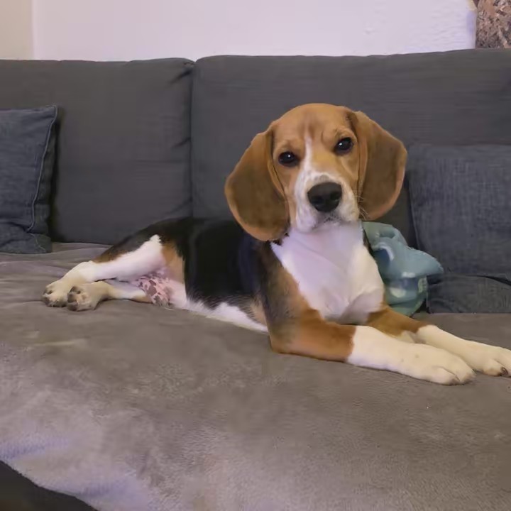 biggieelbeagle