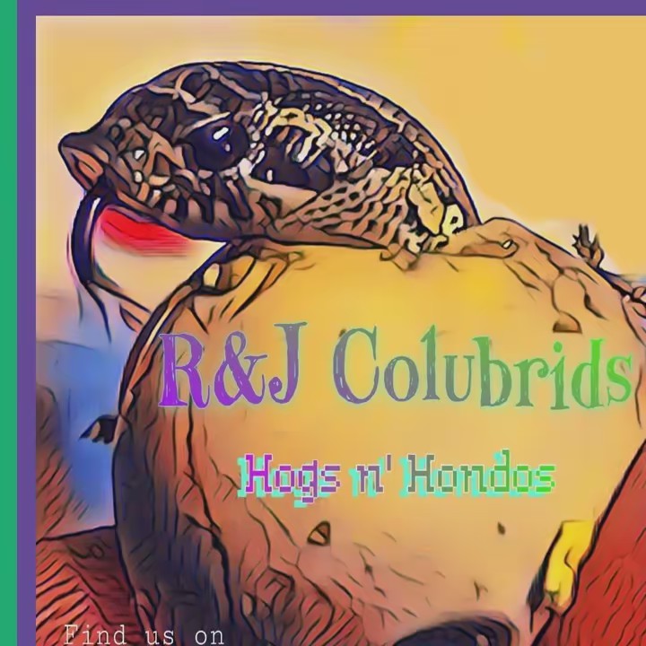 R&J Colubrids
