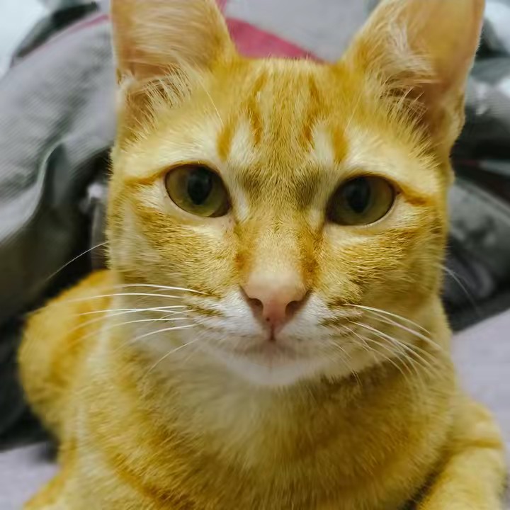 ปลาทู 🐈🤍