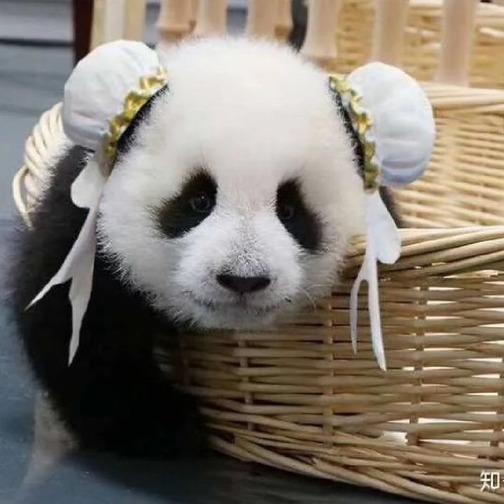Baby panda