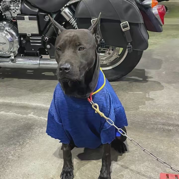 嘛尼.宜蘭合泰汽車旗艦店.二手車最專業人士.車的問題交給我們