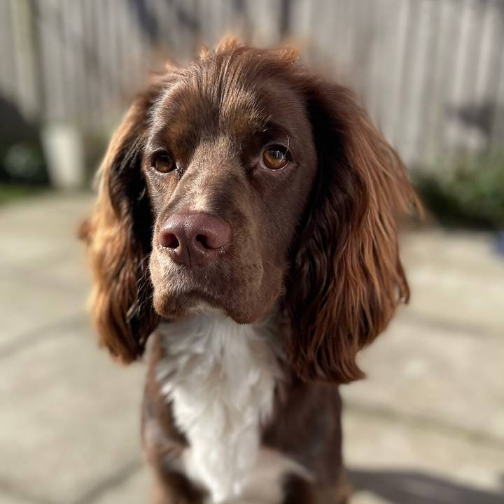 Koda the Working Cocker