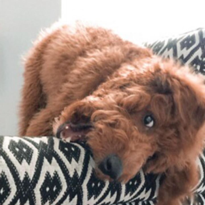 •⚡️THE OODLES OF TIK TOK⚡️•