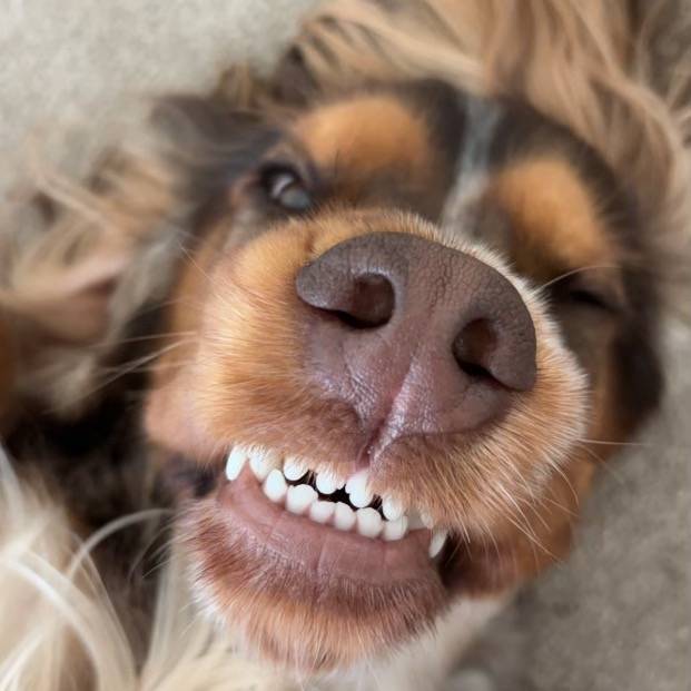 Nelson Cockerspaniel