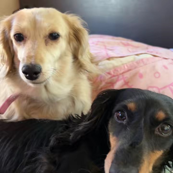 堕天使ダラ子🎤🇵🇰